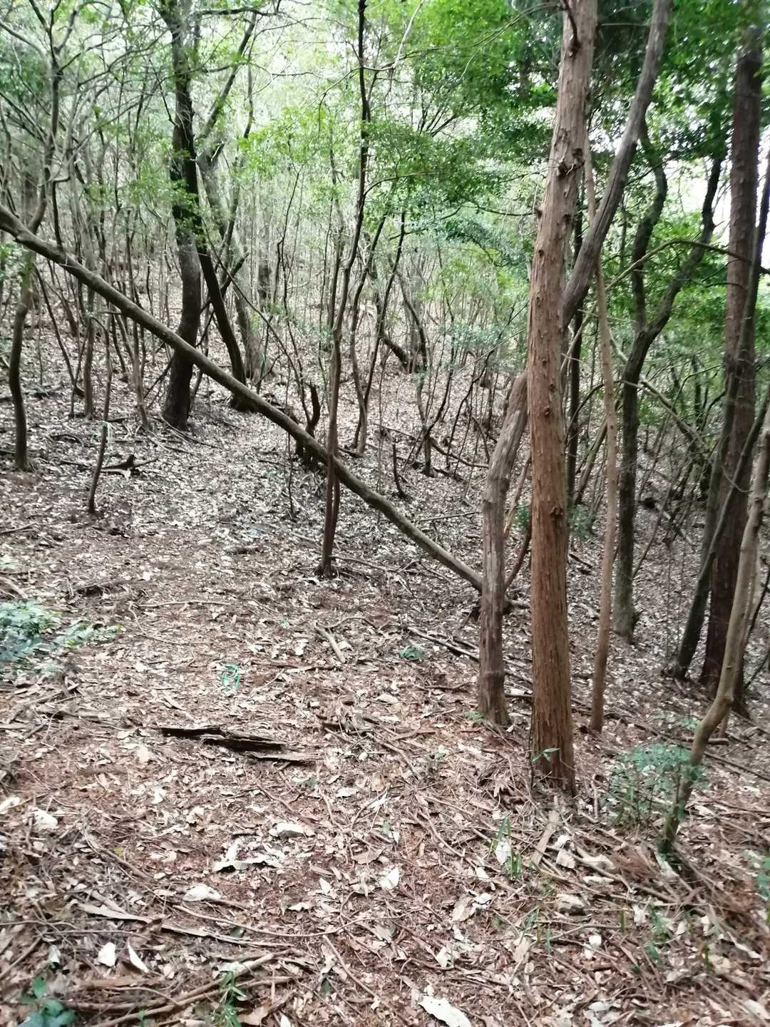 このうっすらした道が川辺方面への巡視路かな😏
