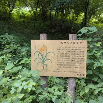 ムサシノキスゲの説明版。