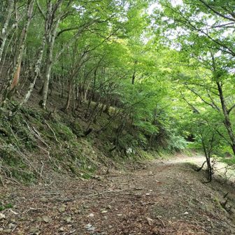 帰りは山頂を巻いて。