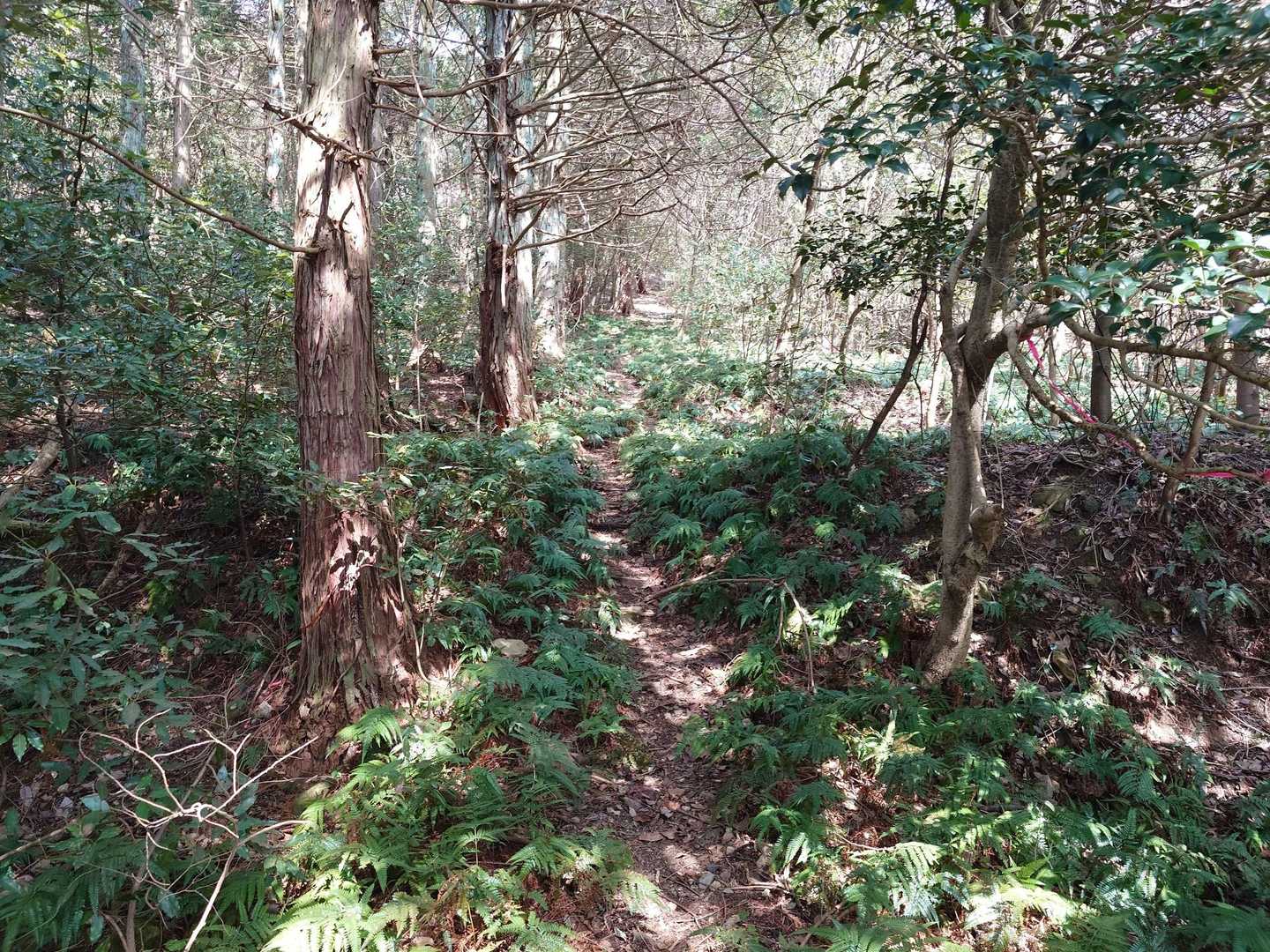 来坂神社-鼻高山 往復コースの写真