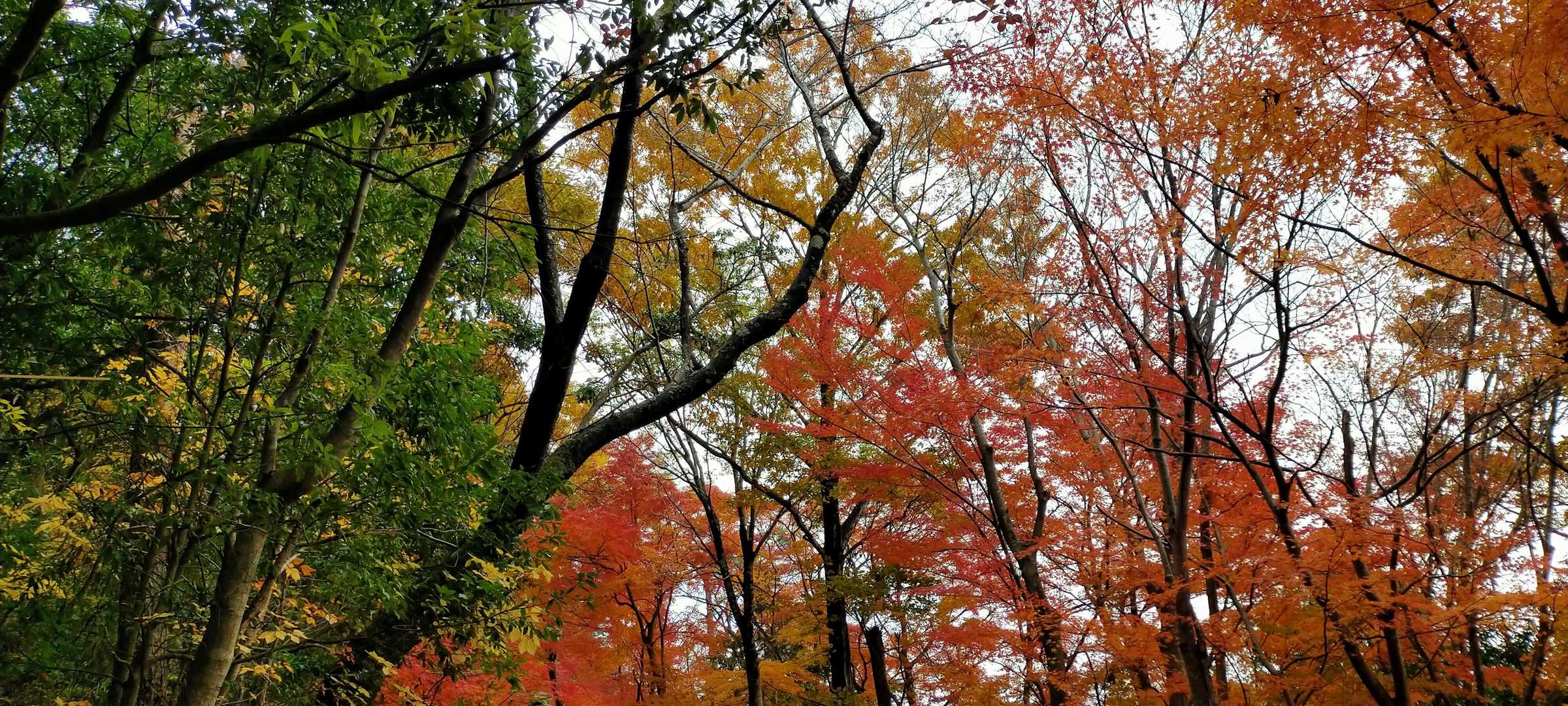 追手門道と車道との合流での紅葉