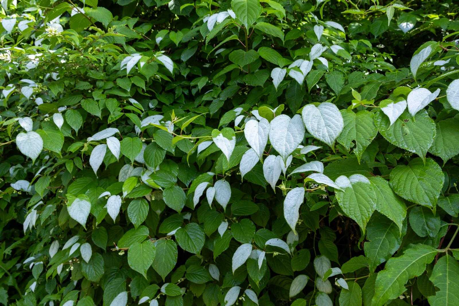 マタタビの葉はどうして白くなるんでしょうかね。