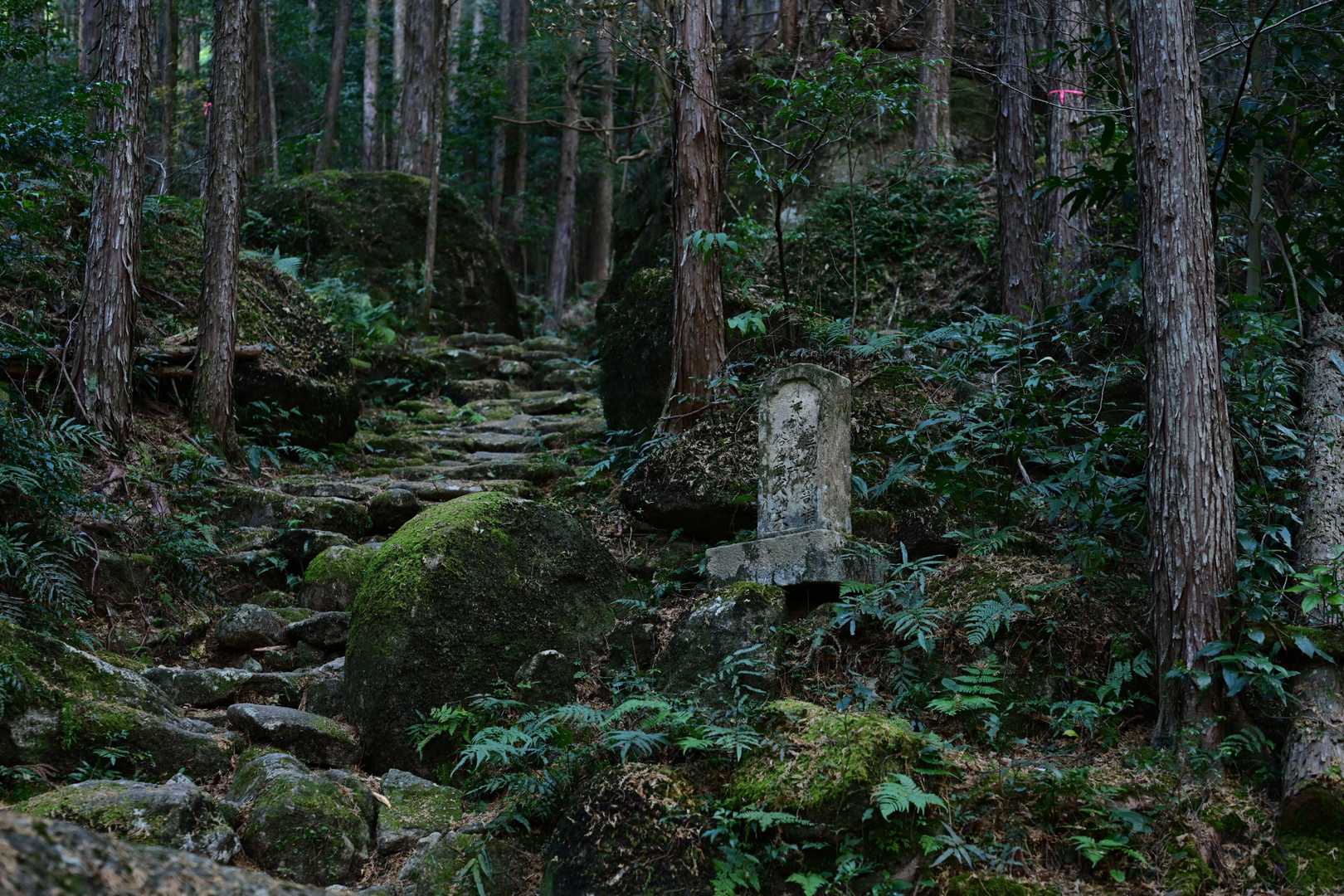 八鬼山越え登り口-九木峠-荒神堂-八鬼山-桜の森広場 往復コースの写真