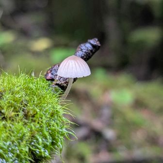 🍄