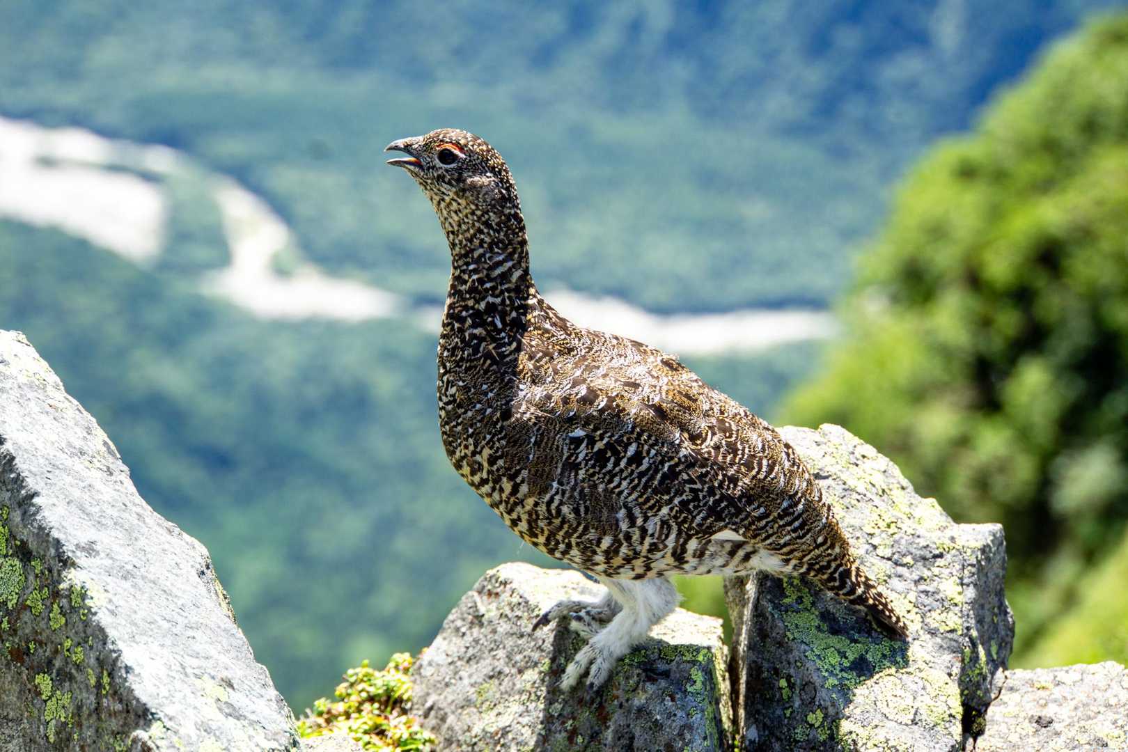西穂高岳 | 峻険な12の岩峰が連なる稜線を越えて、ジャンダルムと対峙する頂への写真