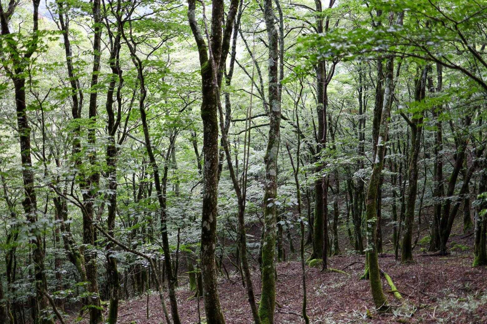 YAMAPの地図で、この辺りが失楽園という場所らしいが、特に何もなかった。