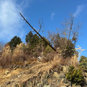 ジャンクションピークの方向を振り返ると、青い空に、木の槍が映えていました。