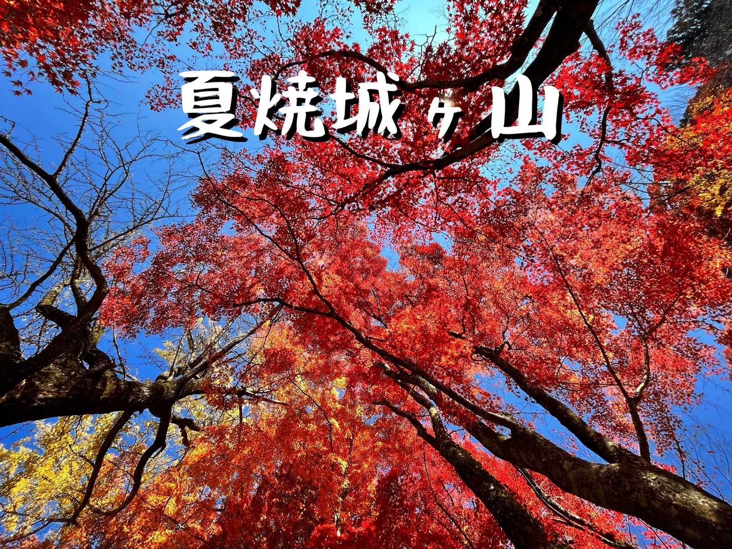 見上げるとこれ
