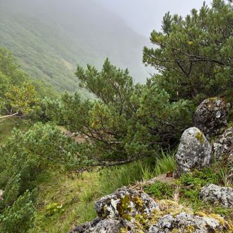 稜線に乗りました♪ 本来はこの先で一般登山道から分岐し北稜に乗るようです。右手前は何かの石碑かなと正面から見ると慰霊碑でした。😨