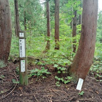 右折すると別のトレイル