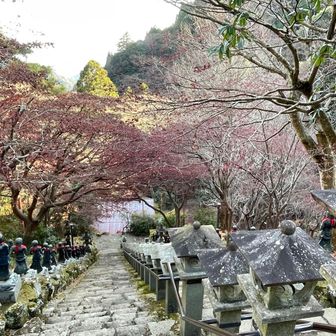 葉っぱはまだ頑張って残ってた