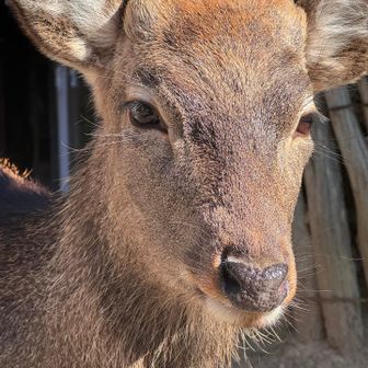 「鹿せんべいは境内で売ってるらしいぞ」
じー...