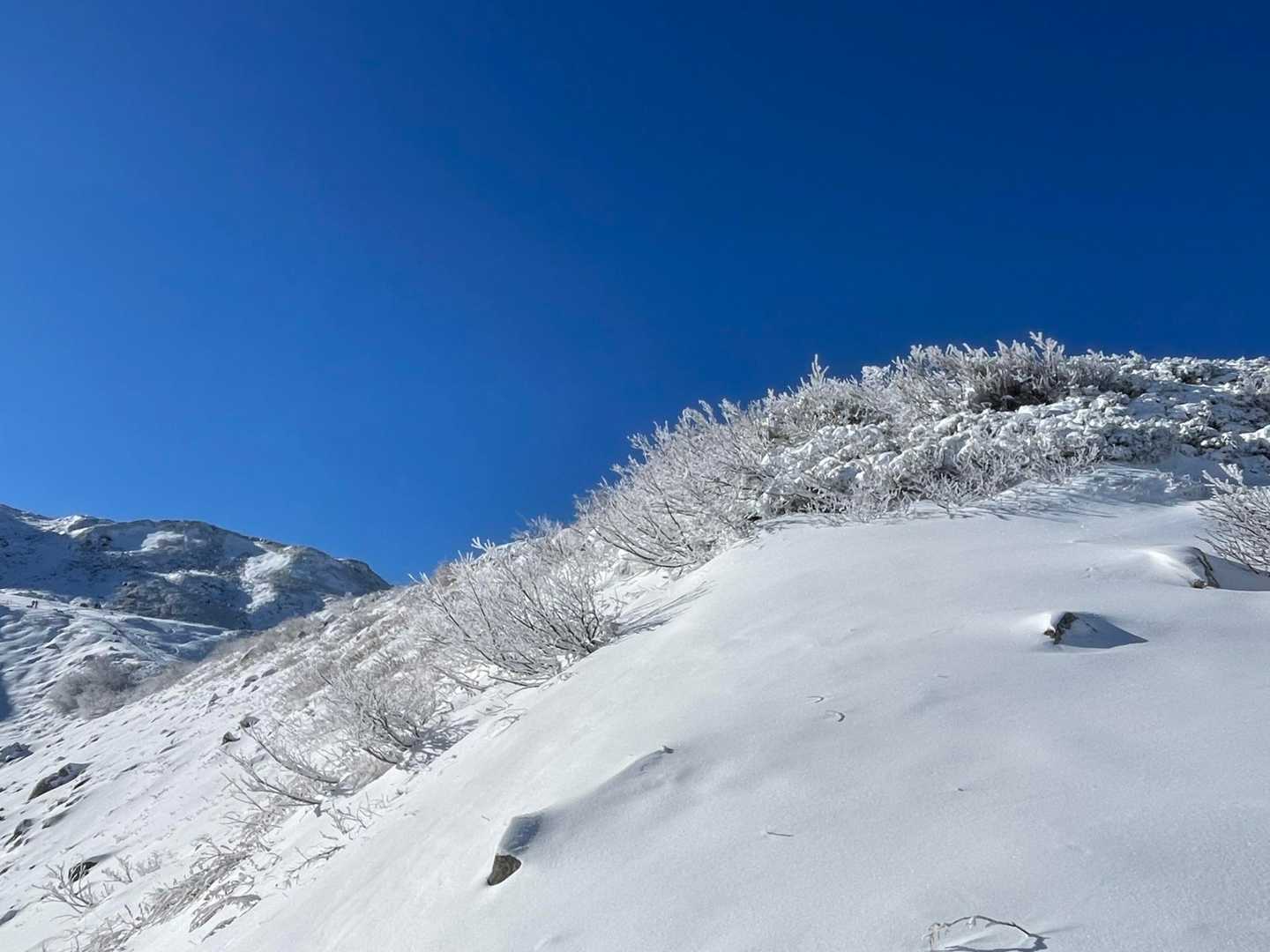 ハンノキ？が凍って綺麗すぎる景色になってる。
