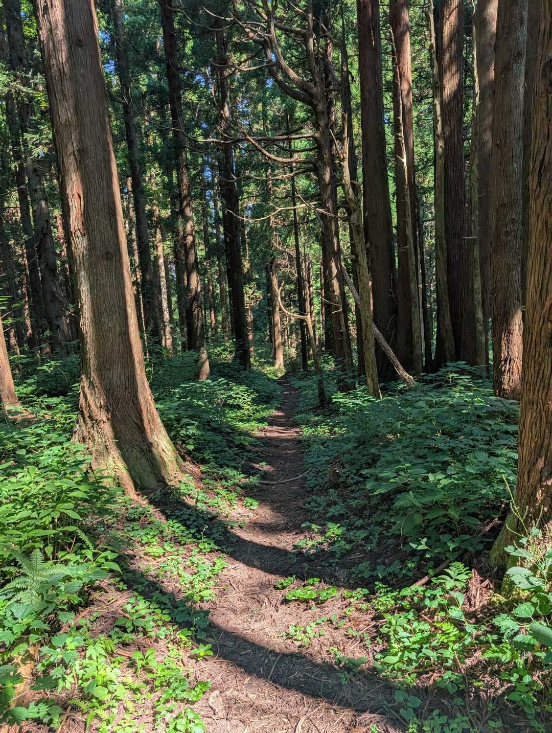 牛岳登山口-牛岳 往復コースの写真
