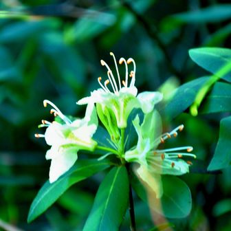 今季初のヒカゲツツジでしたが明るく撮り過ぎでした。