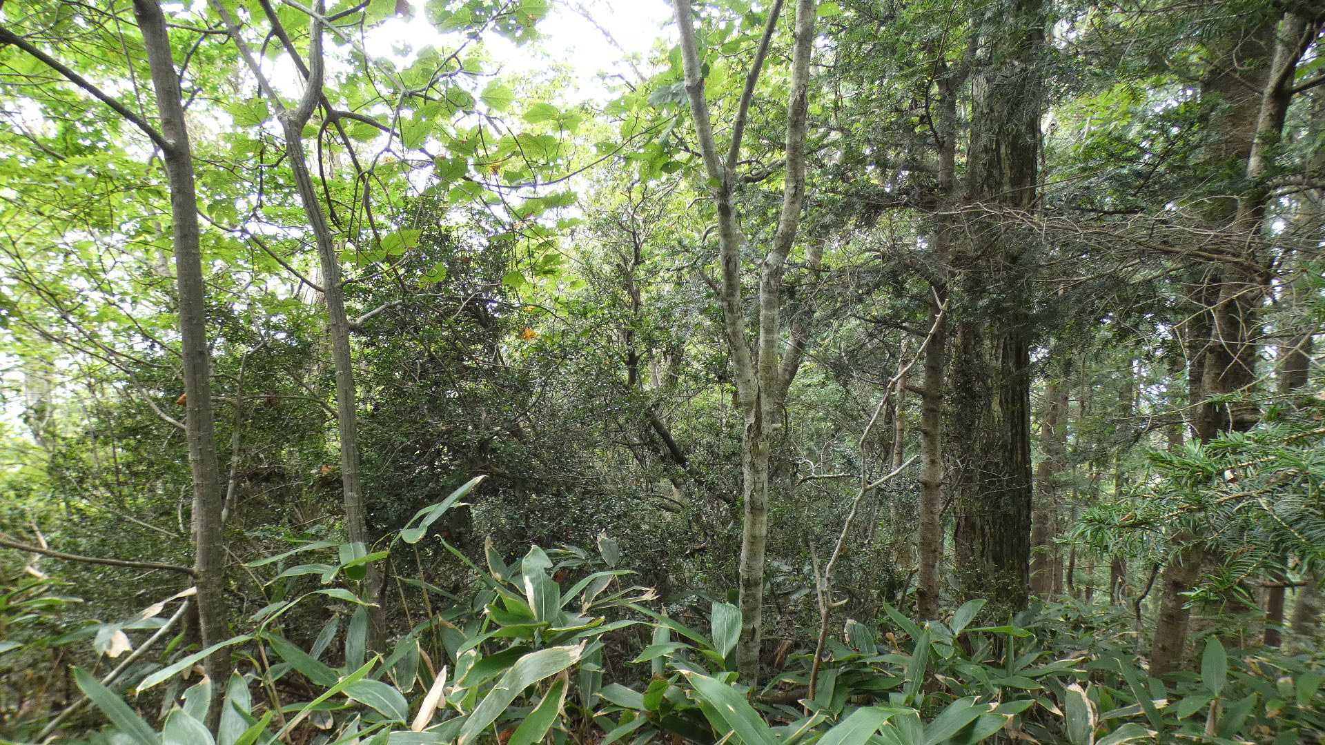 山頂手前の小ピーク。
ここから町境界の尾根筋を進めば三角点２箇所狩りながらループできそうだけれども、妄想にとどめる。
