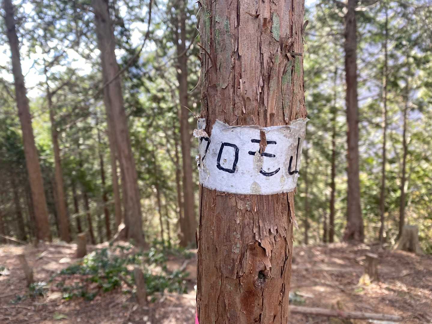 山頂標識探しました！
杉の木に巻かれたテープでした！😆
4座目　クロモ山