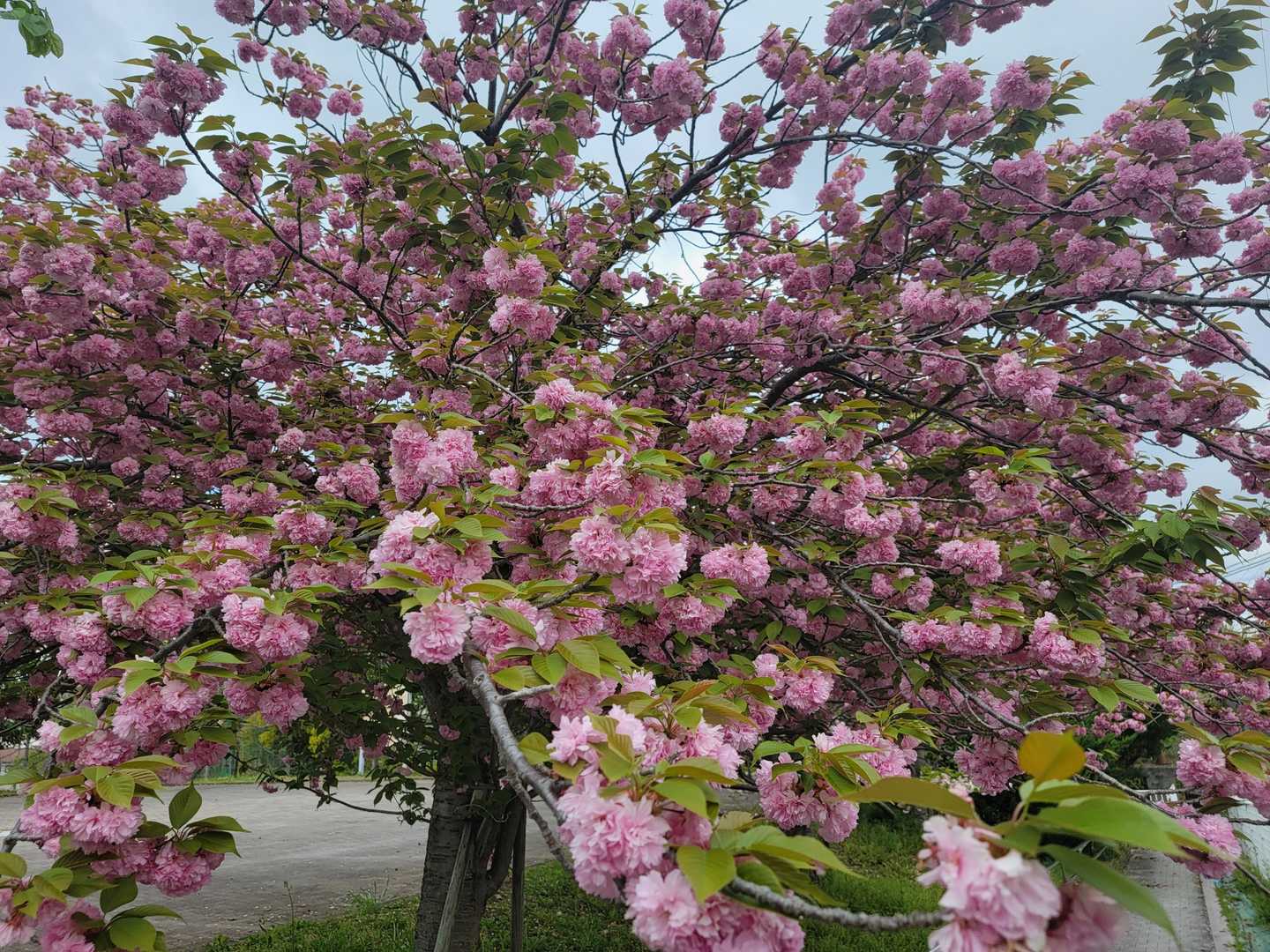 又、来年かな🌸
