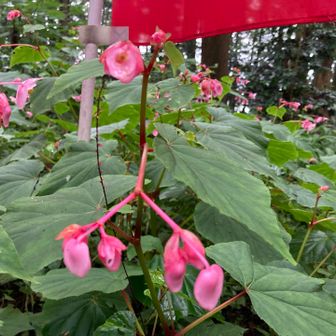 神社への階段にはシュウカイドウ