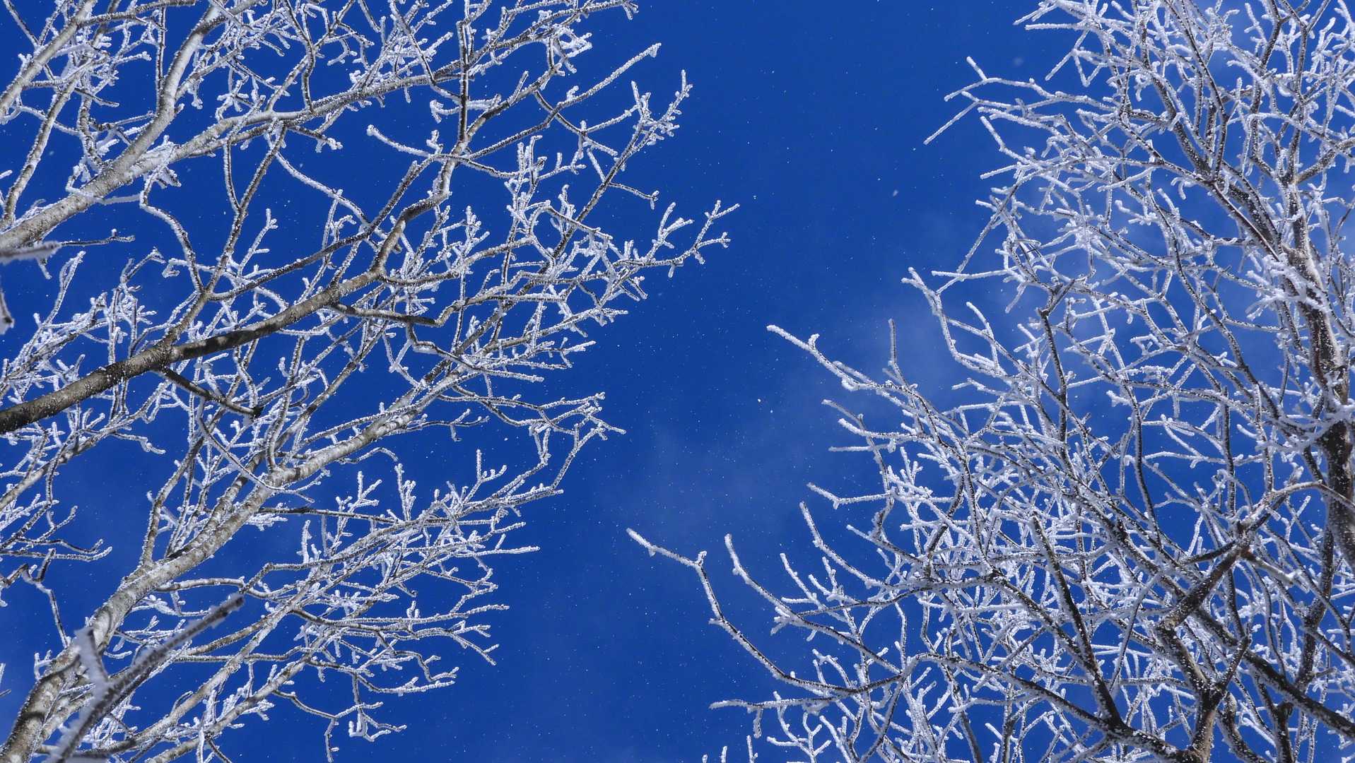時々吹く風で飛ぶ霧氷のかけらがたまらない