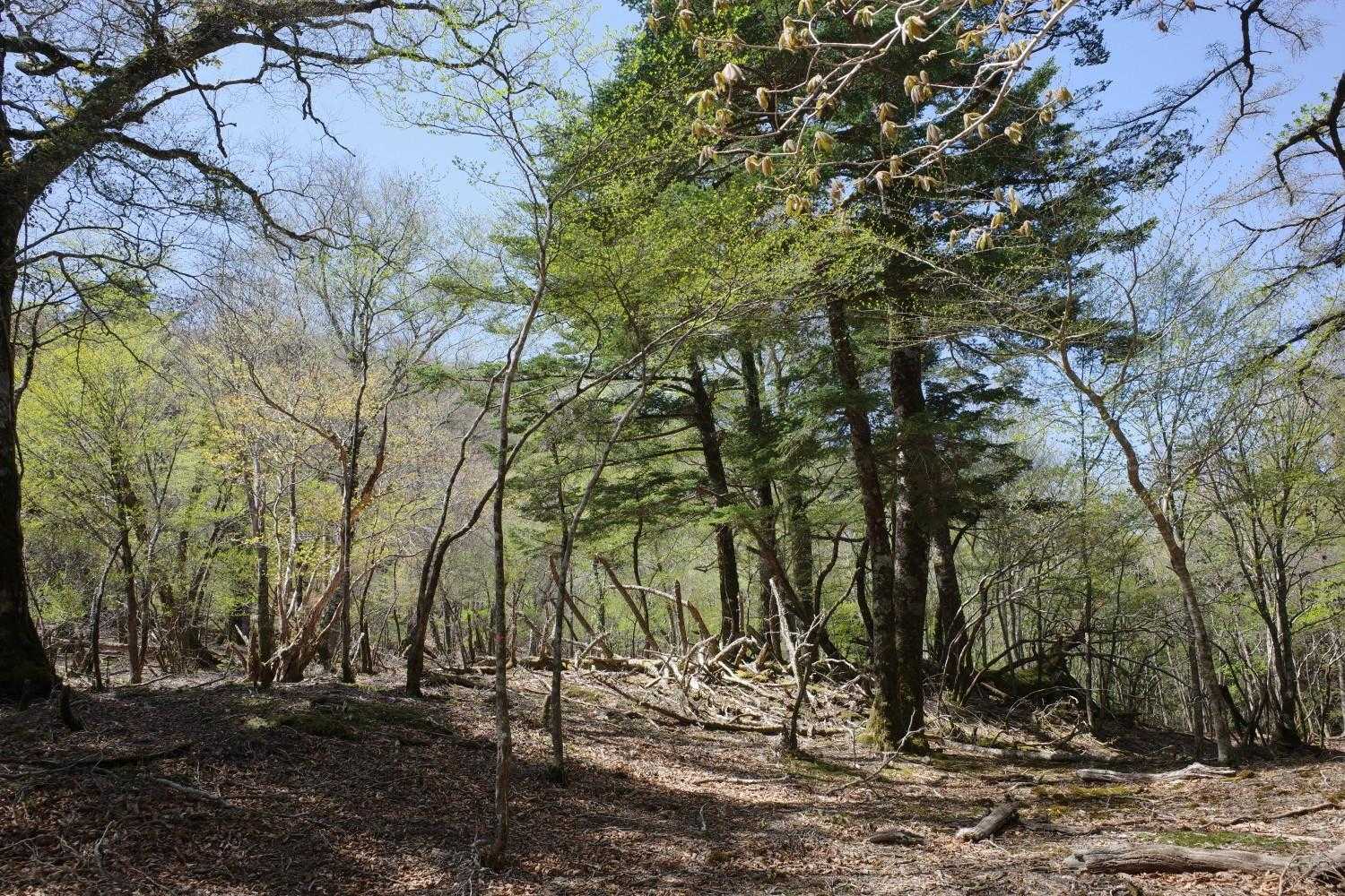 えっ？まさかのトップ…
目の前に広がるだだっ広い風景に、さてどう登る？テープが見当たらないので、方向だけ定めて歩く