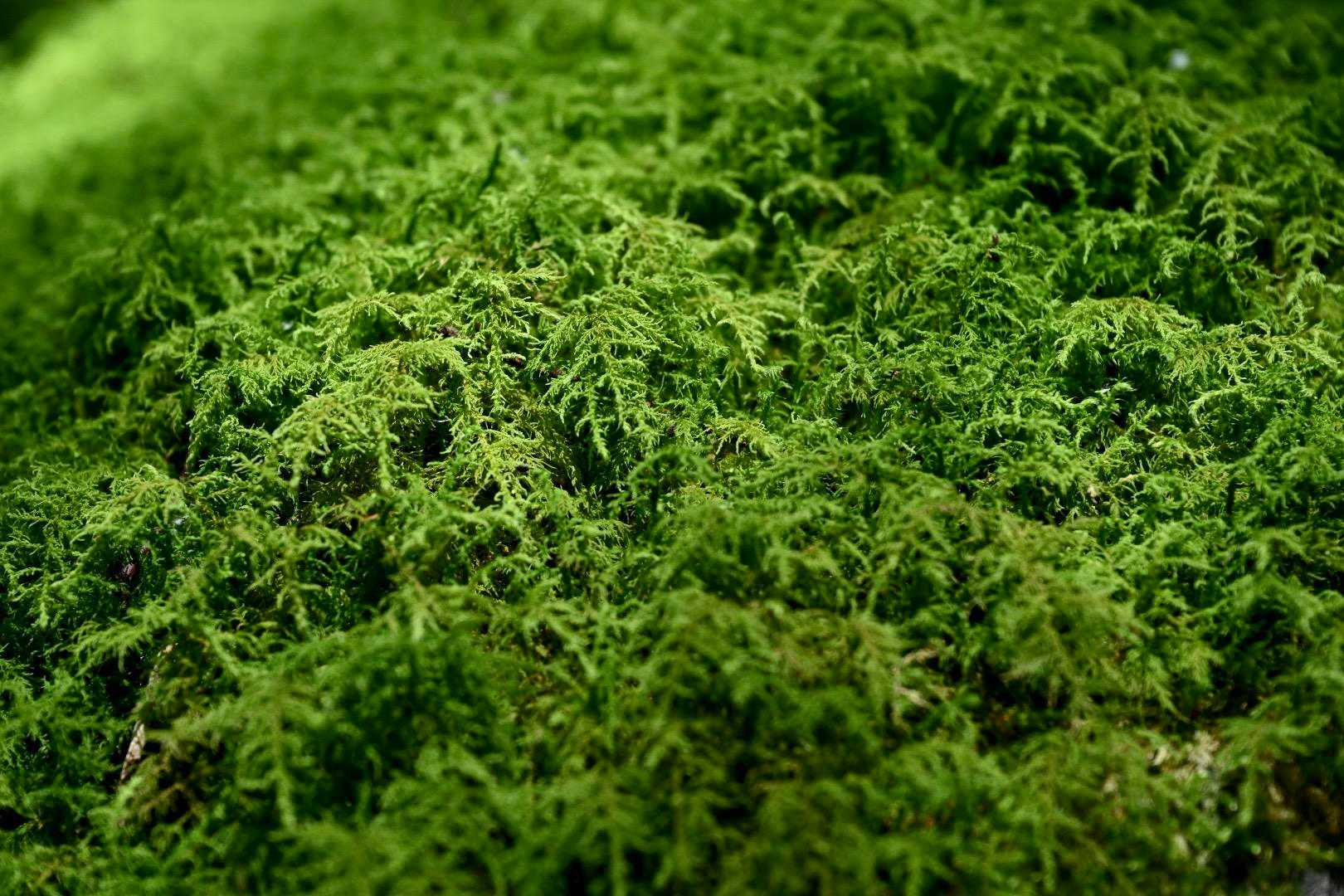 苔が美しい