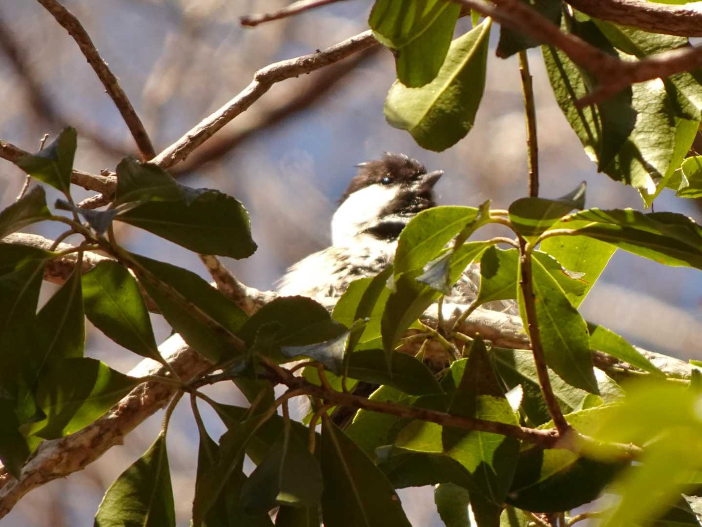 パノラマ台に向かう途中には沢山の鳥のさえずりが聞こえてます