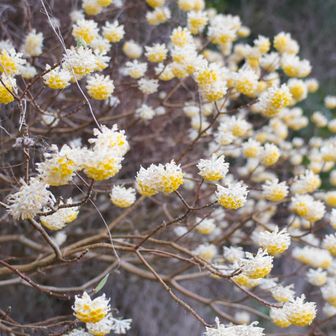 満開まではあと少し？