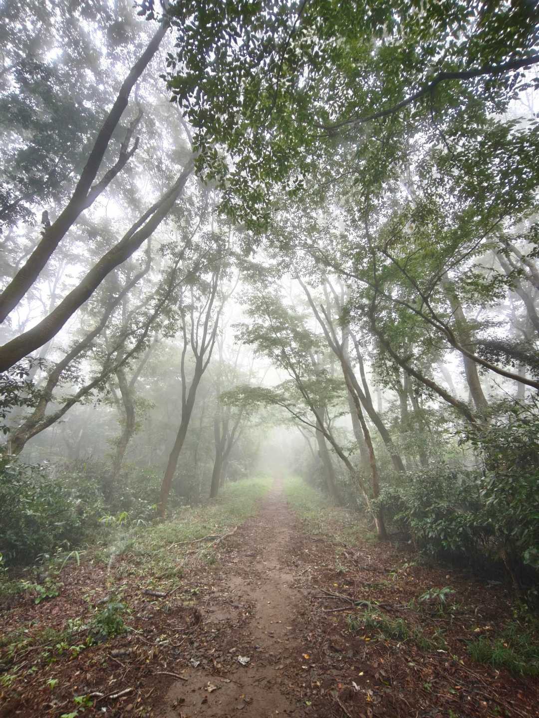 あたご天狗の森登山口-南山-団子石峠-大福山-難台山 往復コースの写真