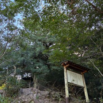 掛川市指定文化財　松葉のカヤです。
あっ、そうだ！このエリアだけ、ミンミンゼミが鳴いてました。
