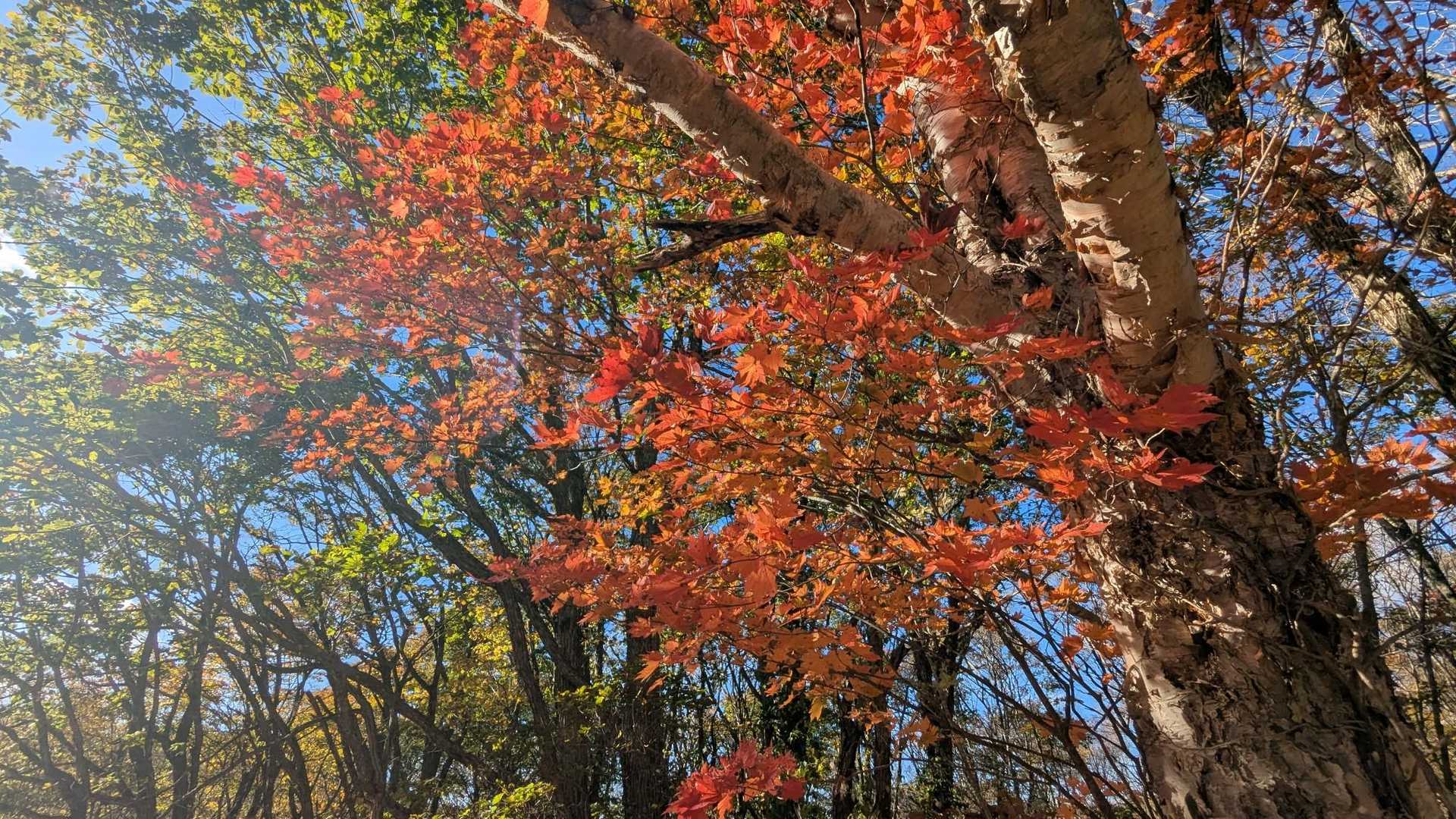周回するつもりだったけど🕒
風もさらに強まってるし𓏲𓇢🍂
お蕎麦もジュースも両方熱くするんじゃなかったよ