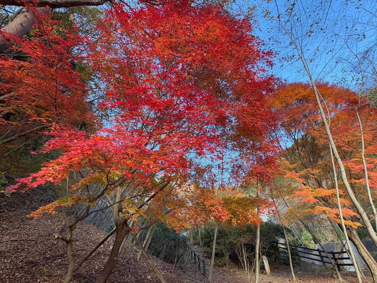 見事な紅葉🍁