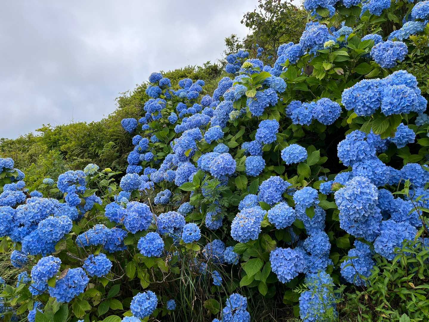 北海道で紫陽花初めて見た気がする…