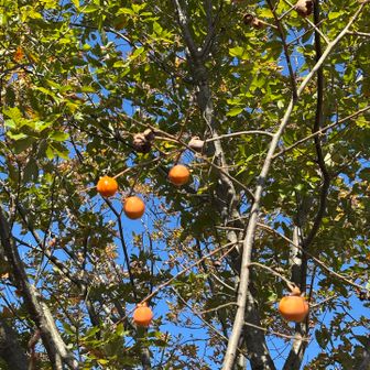 柿？
丸くて小さくて葉っぱないんだけど
鳥がついばんだ跡はある