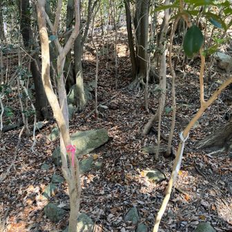 ピンクテープがあります