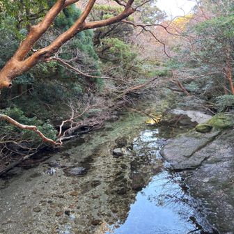 淀小屋脇の透き通った流れ。ヒメシャラ、美味しい水。