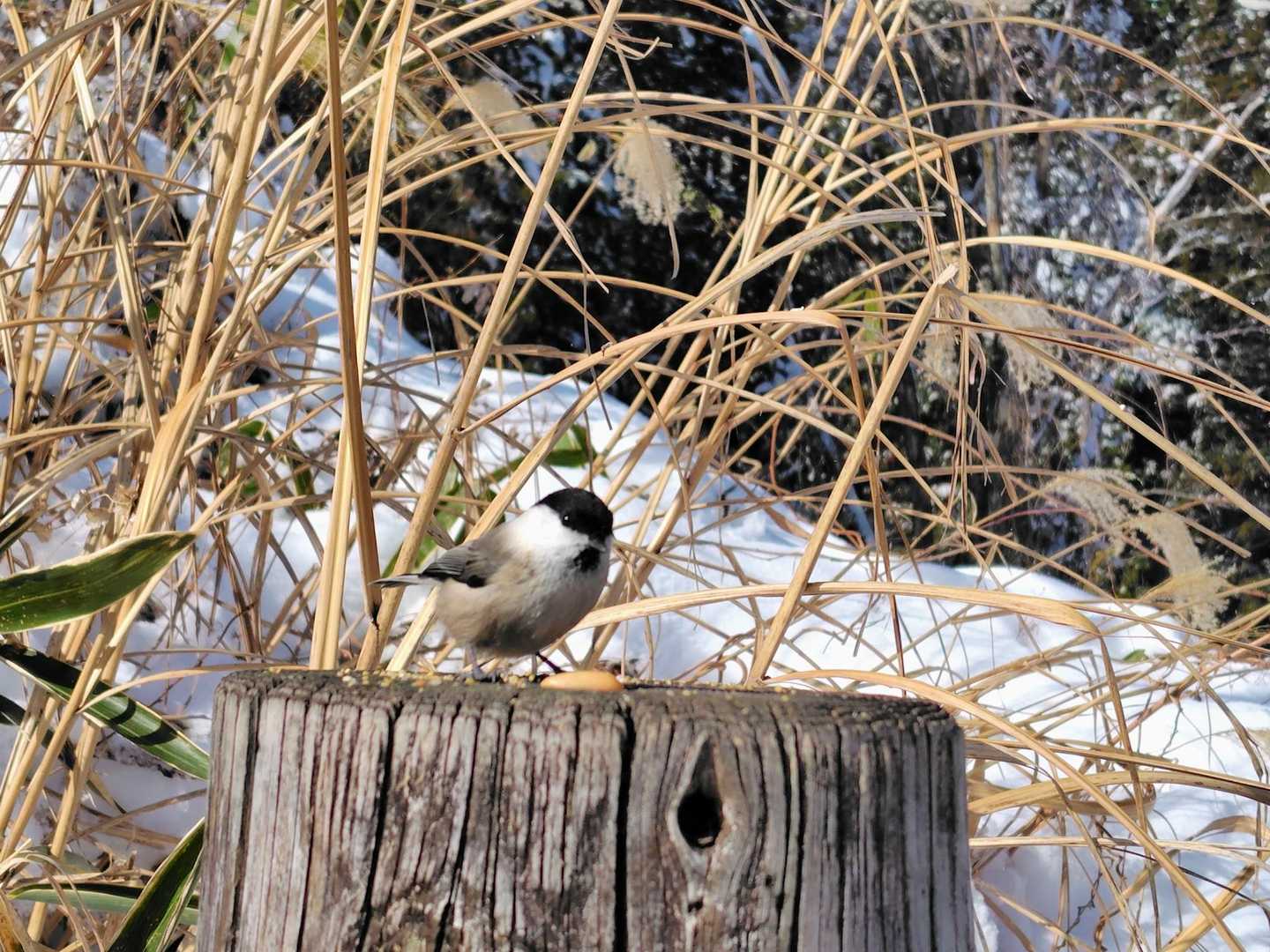 コガラ🐦💕
ここで、ウクライナから来られた
ご夫婦と意気投合🎵
トリートリーと、手乗りで🐦
きゃーきゃーしていました（笑）