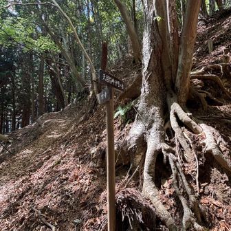 伊豆ヶ岳との分岐