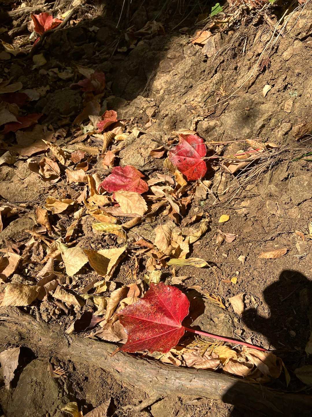🍂✨