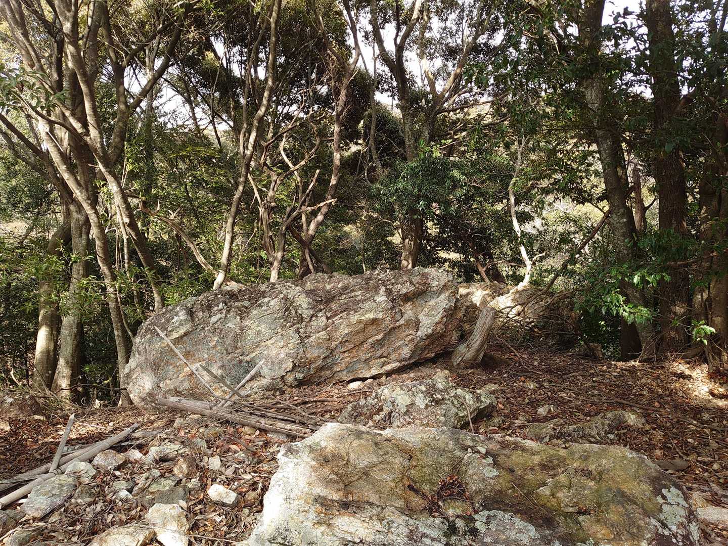 天神山、YAMAPの山頂マークとは合わなかったけど…、ここが一番高そうだったけど違うのかな😅
展望は無し。