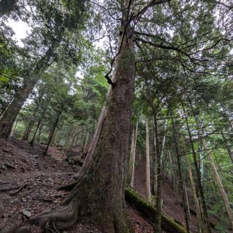 南アルプスだけに木が大きい気がする