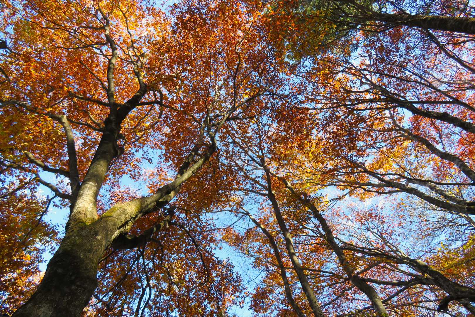 色彩のシャワー🚿✨🍁🚿🍁✨