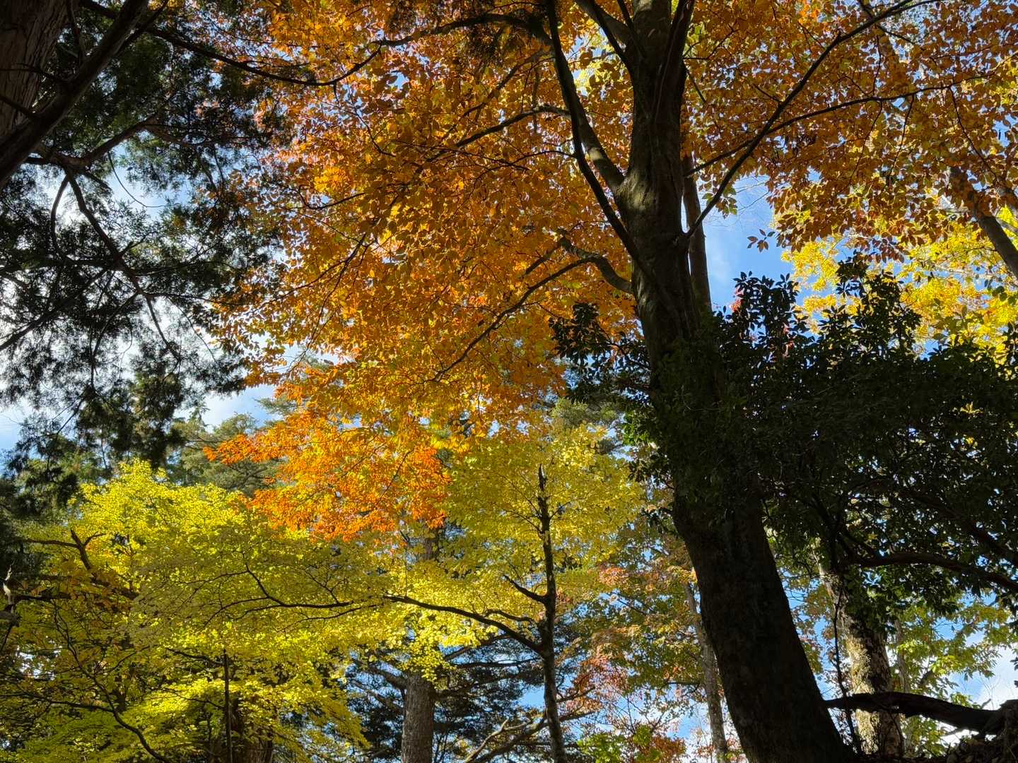 💛🧡
ずっと見てられる