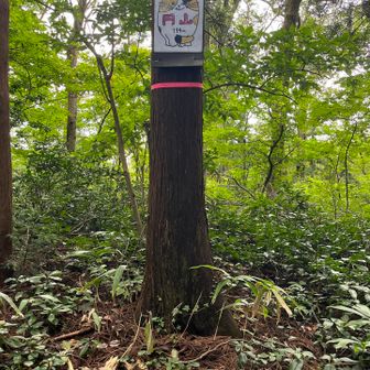 円山に寄り道。