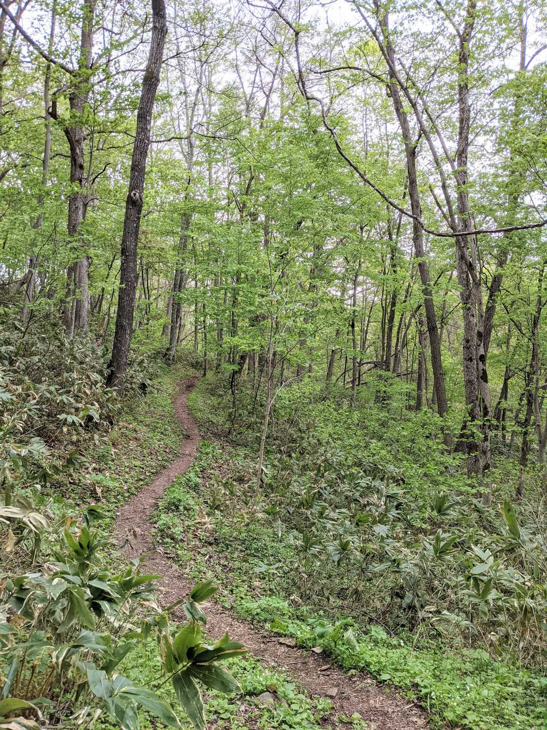 爽やかだなぁ、新緑の登山道🎶