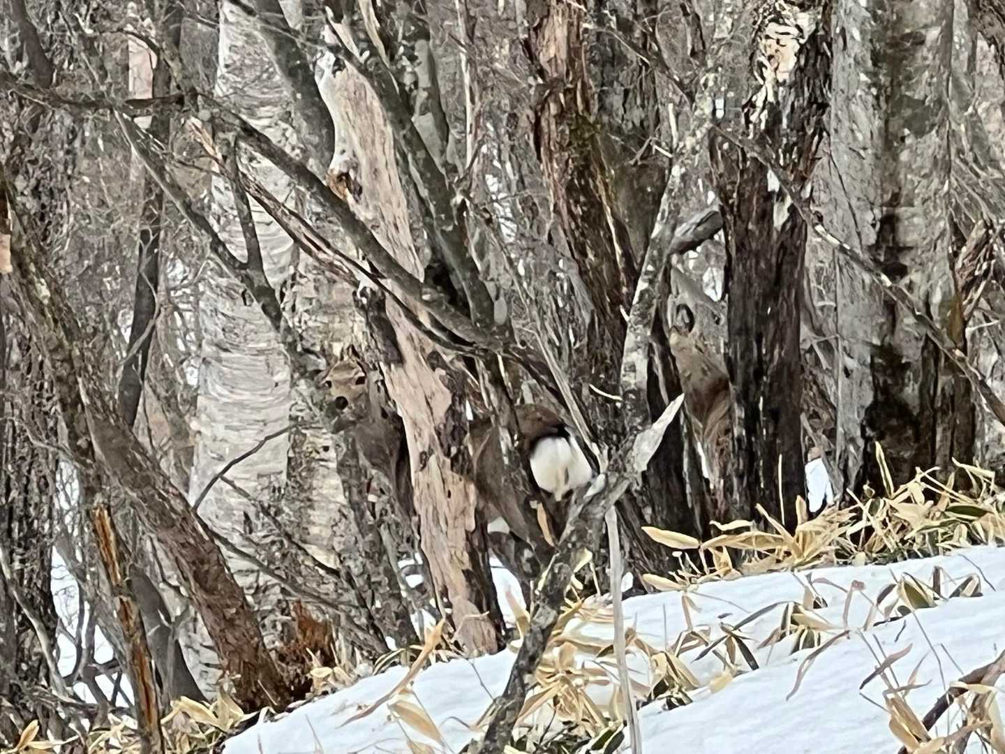 🦌
背景に同化してますが、プリんと白いお尻がアクセント