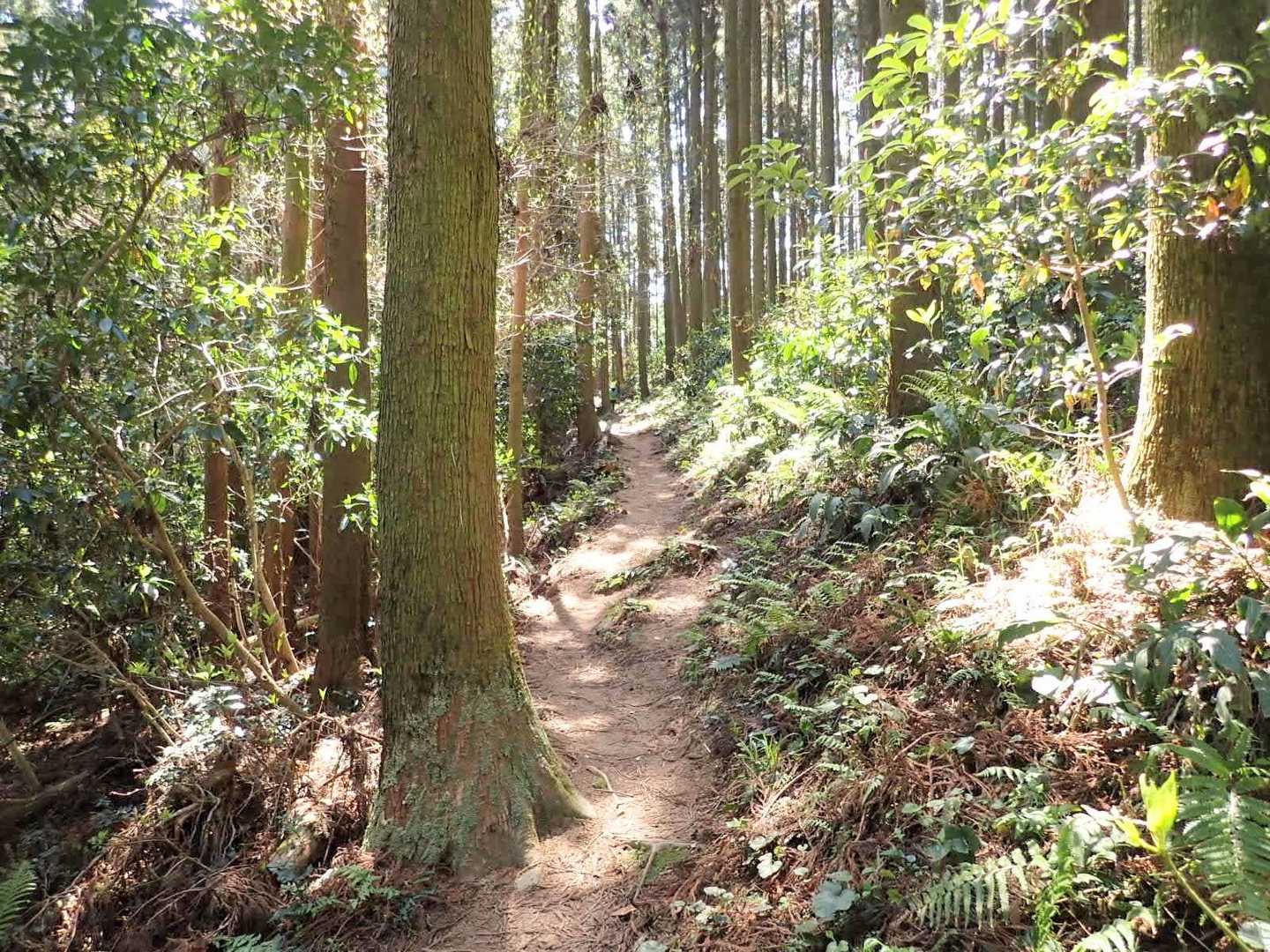 権現山 往復コースの写真