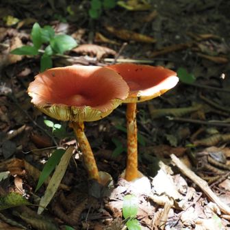 冬虫夏草の男性が、タマゴタケの在処も教えてくださいました。ありがとうございました😊