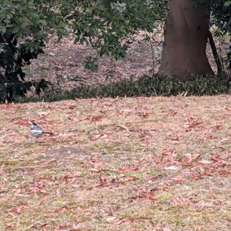 セキレイが道案内してくれます🥰