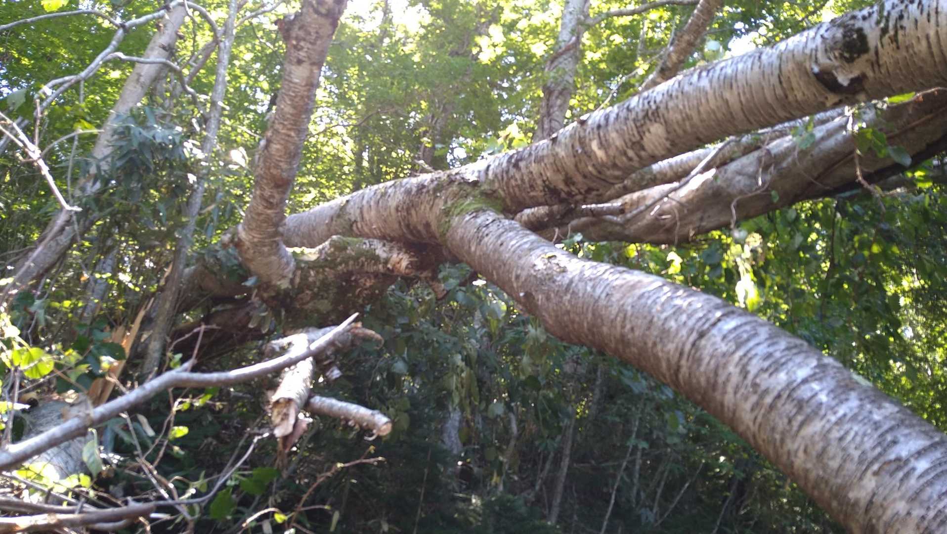 こりゃ重機でもないと安全に処理